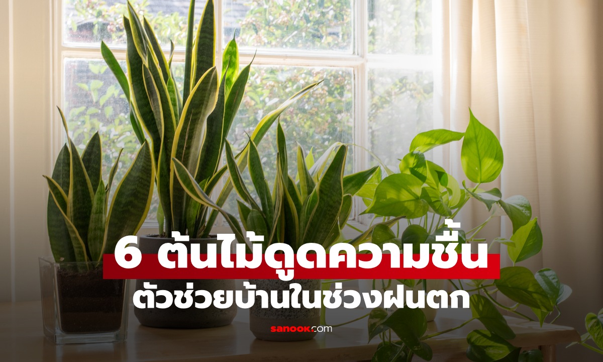 6 ต้นไม้ดูดความชื้น ตัวช่วยบ้านแห้งสบายไม่อับ ป้องกันเชื้อรา ฟอกอากาศสะอาด