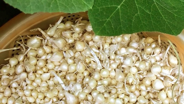 พันธุ์ไม้ที่งูกลัว