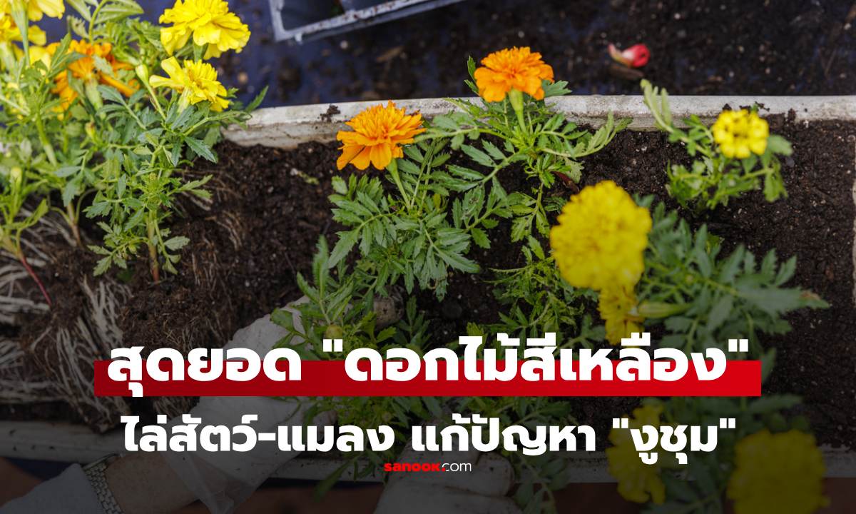 "ดอกไม้สีเหลือง" ที่ปู่ย่าตายายชอบปลูก ไม่ใช่แค่สวย ไล่สัตว์-แมลง แก้ปัญหา "งูเยอะ"