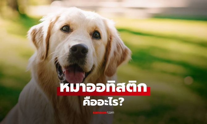 หมาออทิสติกคืออะไร? วิธีสังเกตอาการและดูแลอย่างเข้าใจ