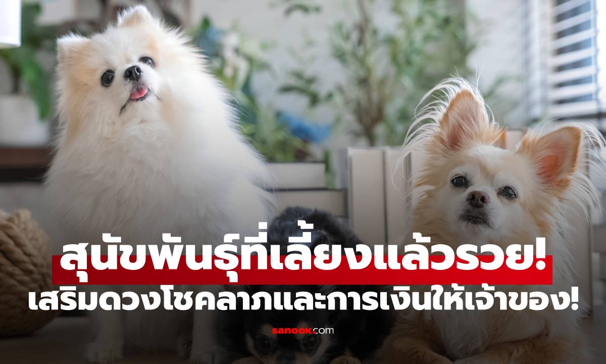 สุนัขพันธุ์ที่เลี้ยงแล้วรวย! เสริมดวงโชคลาภและการเงินให้เจ้าของ!