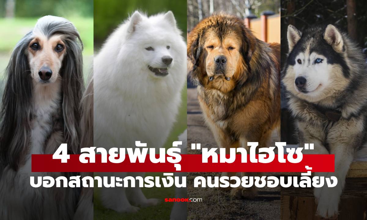 4 สายพันธุ์ "หมาไฮโซ" ที่บ่งบอกสถานะทางการเงิน คนรวยชอบเลี้ยง