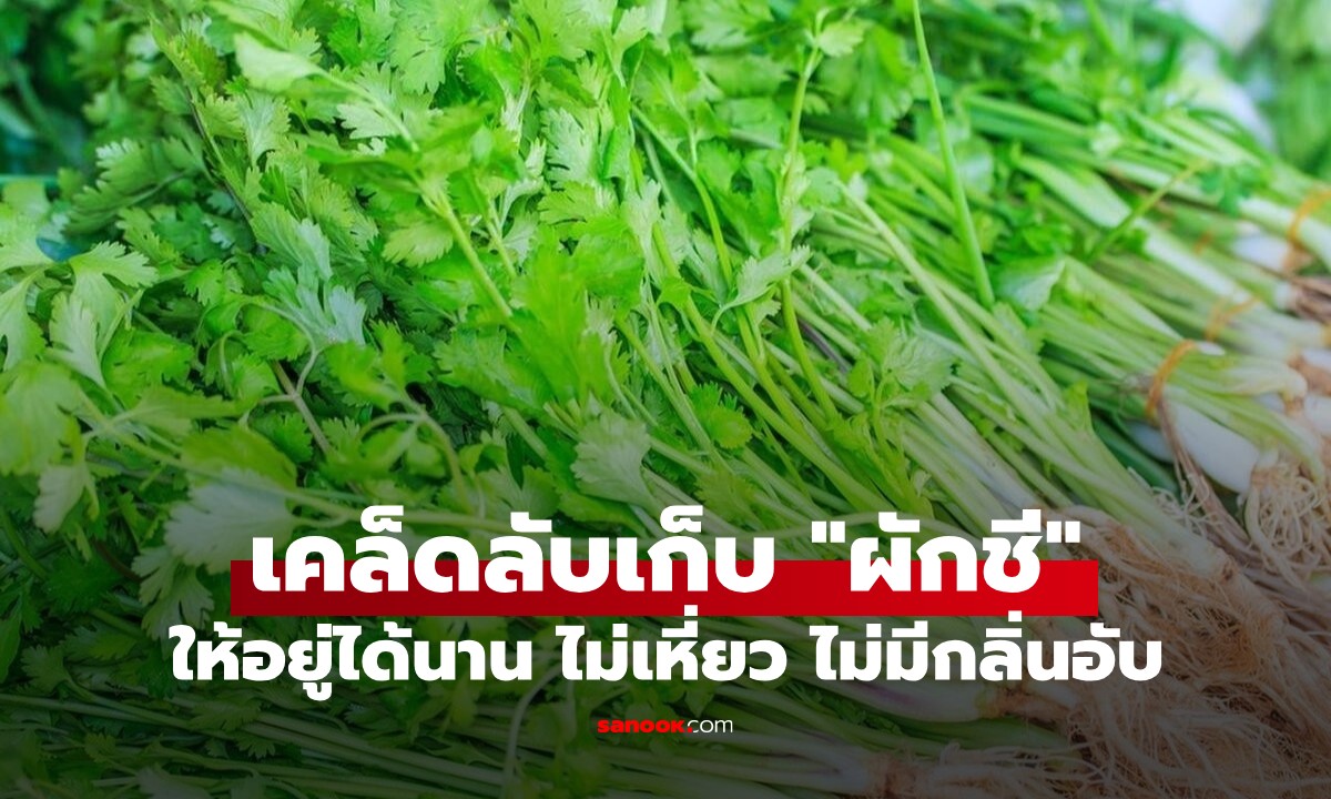เชฟเผยเคล็ดลับเก็บ "ผักชี" ให้อยู่ได้นาน ไม่เหี่ยว ไม่มีกลิ่นอับ