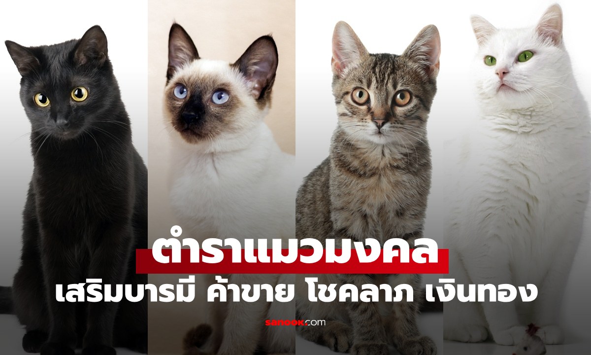 ตำรา "แมวมงคล" ตามความเชื่อเสริมบารมี ค้าขายดี มีโชคลาภ เงินทองไหลมา