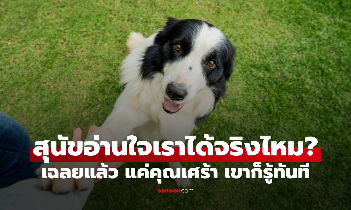 เฉลยแล้ว สุนัขอ่านใจเราได้จริงไหม? แค่คุณเศร้า เขาก็รู้ทันที
