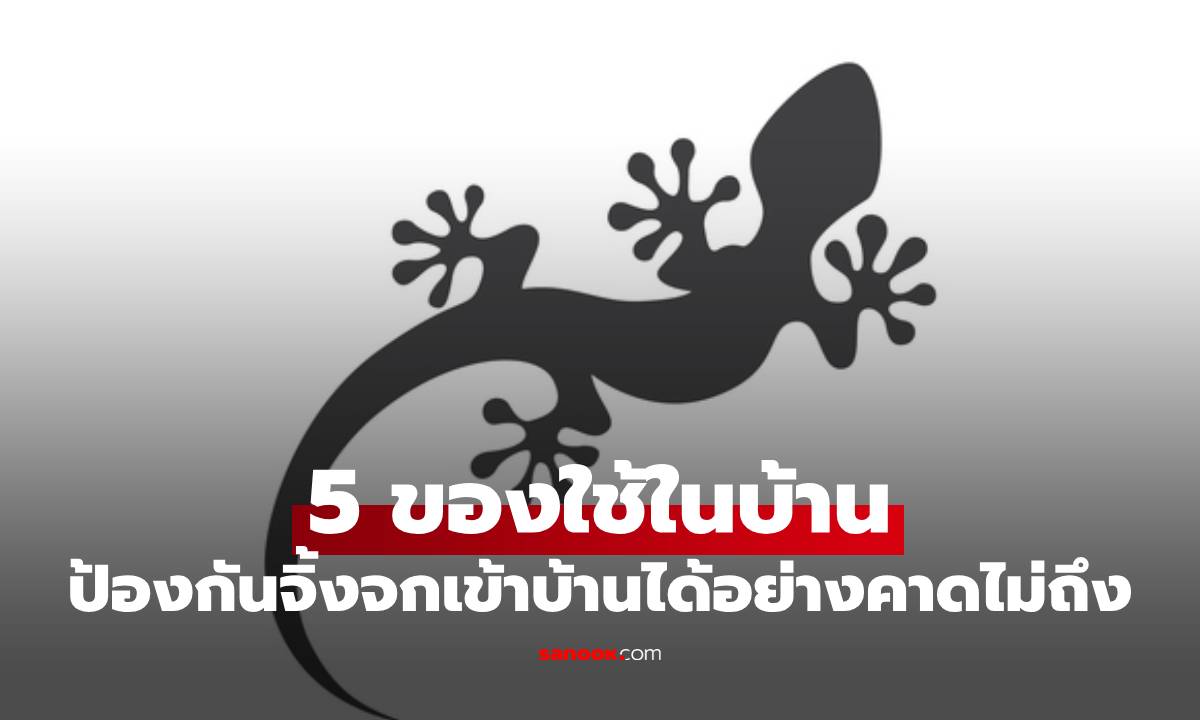 5 ของใช้ในบ้านที่ช่วยป้องกันจิ้งจกเข้าบ้านได้อย่างคาดไม่ถึง