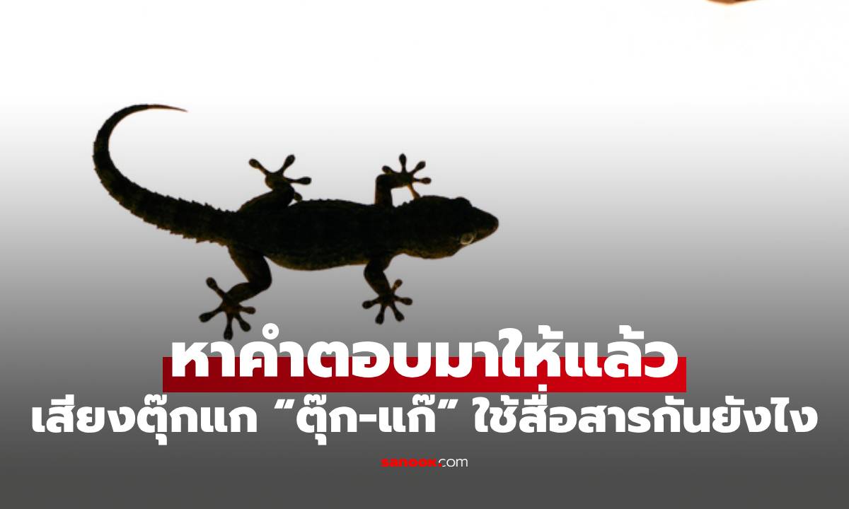 หาคำตอบมาให้แล้ว เสียงตุ๊กแก "ตุ๊ก-แก๊" ใช้สื่อสารกันยังไง?