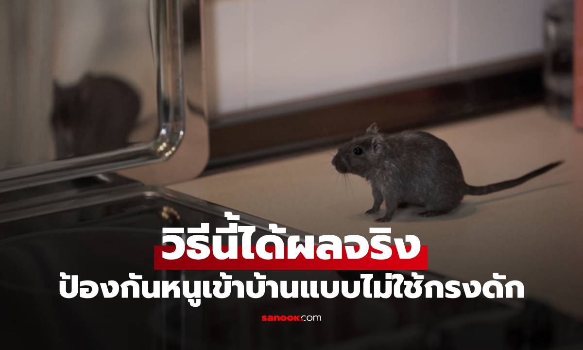 ป้องกันหนูเข้าบ้านแบบไม่ใช้กรงดัก วิธีนี้ได้ผลจริง