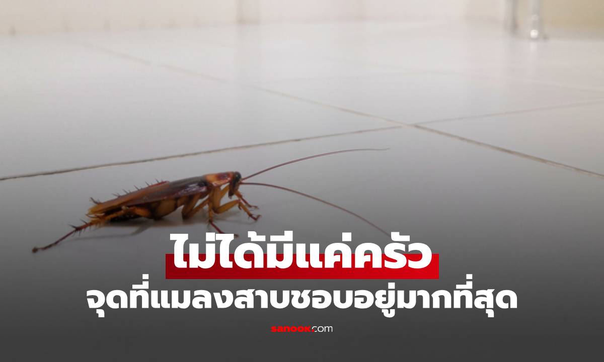 รู้ไหม? จุดที่แมลงสาบชอบอยู่มากที่สุดในบ้านคือที่ไหน ไม่ได้มีแค่ครัว
