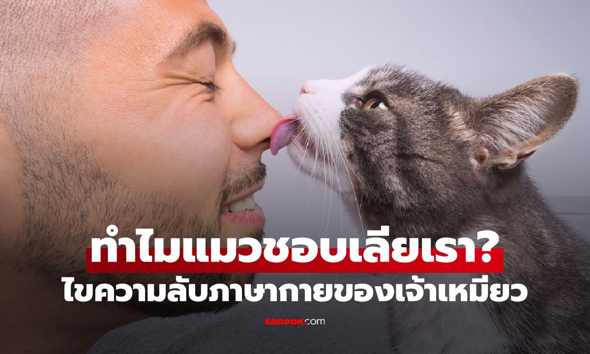 ทำไมน้องแมวชอบเลียเรา? ไขความลับภาษากายสุดอบอุ่นของเจ้าเหมียว