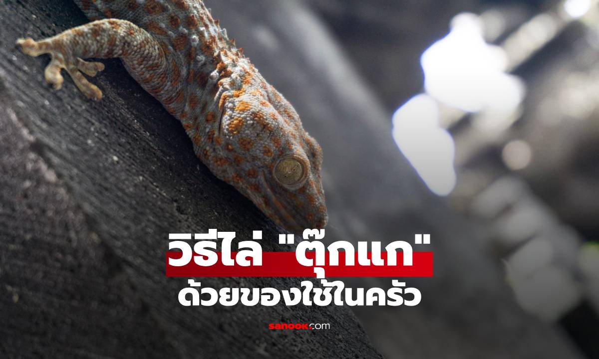 วิธีไล่ตุ๊กแกออกจากบ้านด้วยของใช้ในครัว ปลอดภัยไร้สารเคมี!