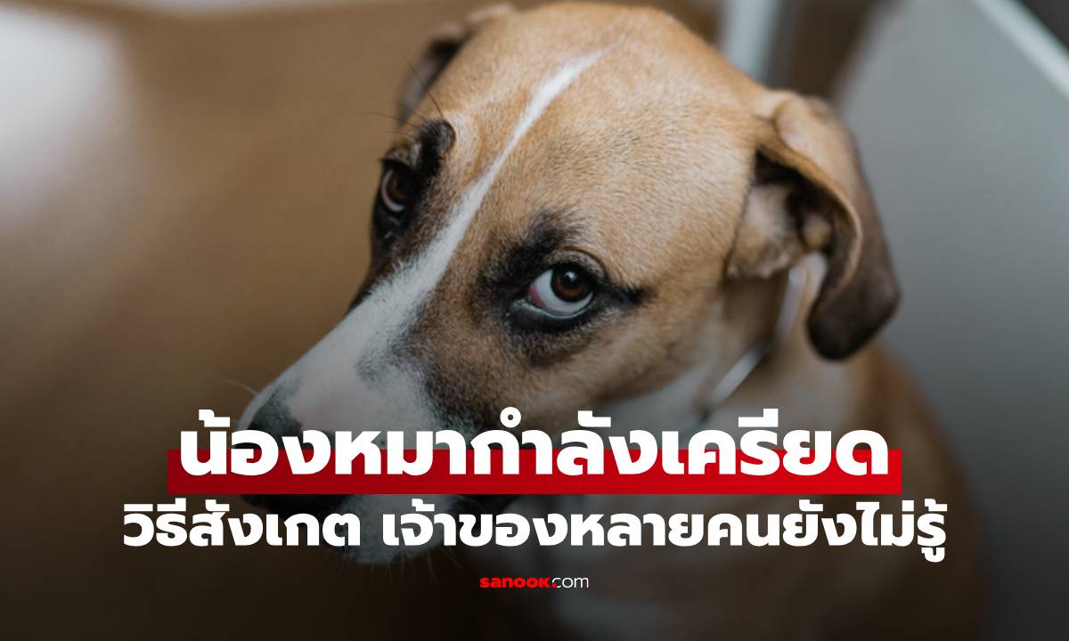 วิธีสังเกตว่าน้องหมากำลังเครียดอยู่ (เจ้าของหลายคนยังไม่รู้)