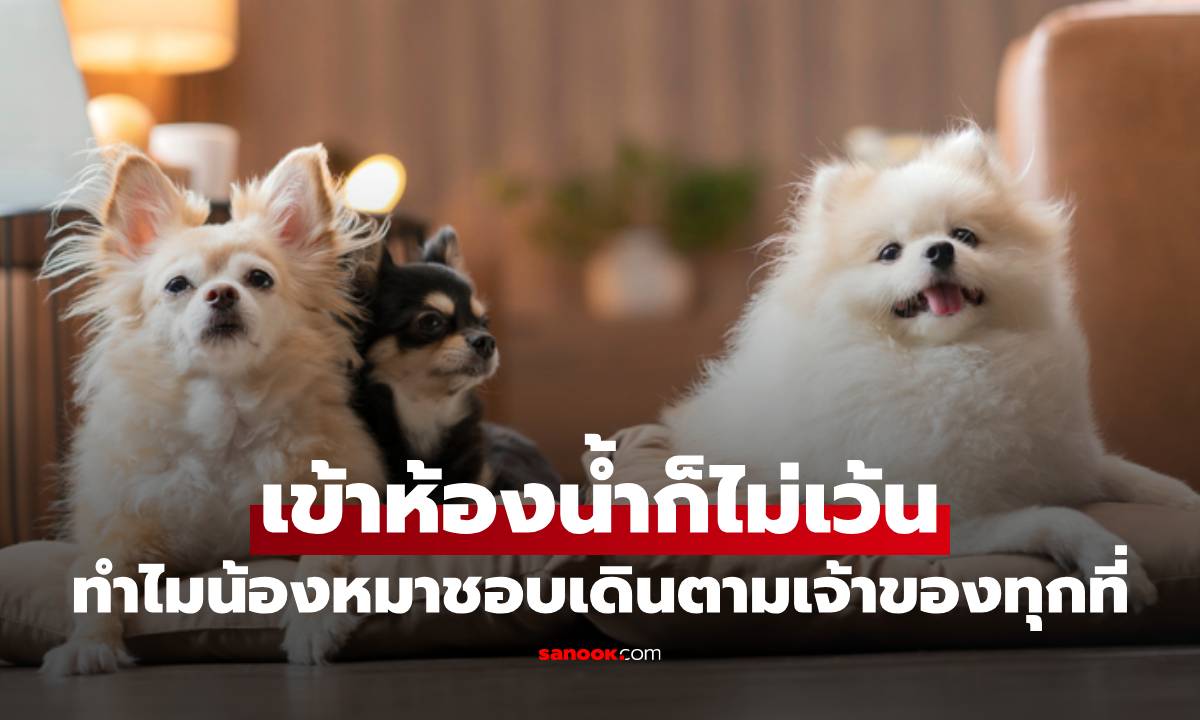 ทำไมน้องหมาชอบเดินตามเจ้าของทุกที่ เข้าห้องน้ำก็ไม่เว้น