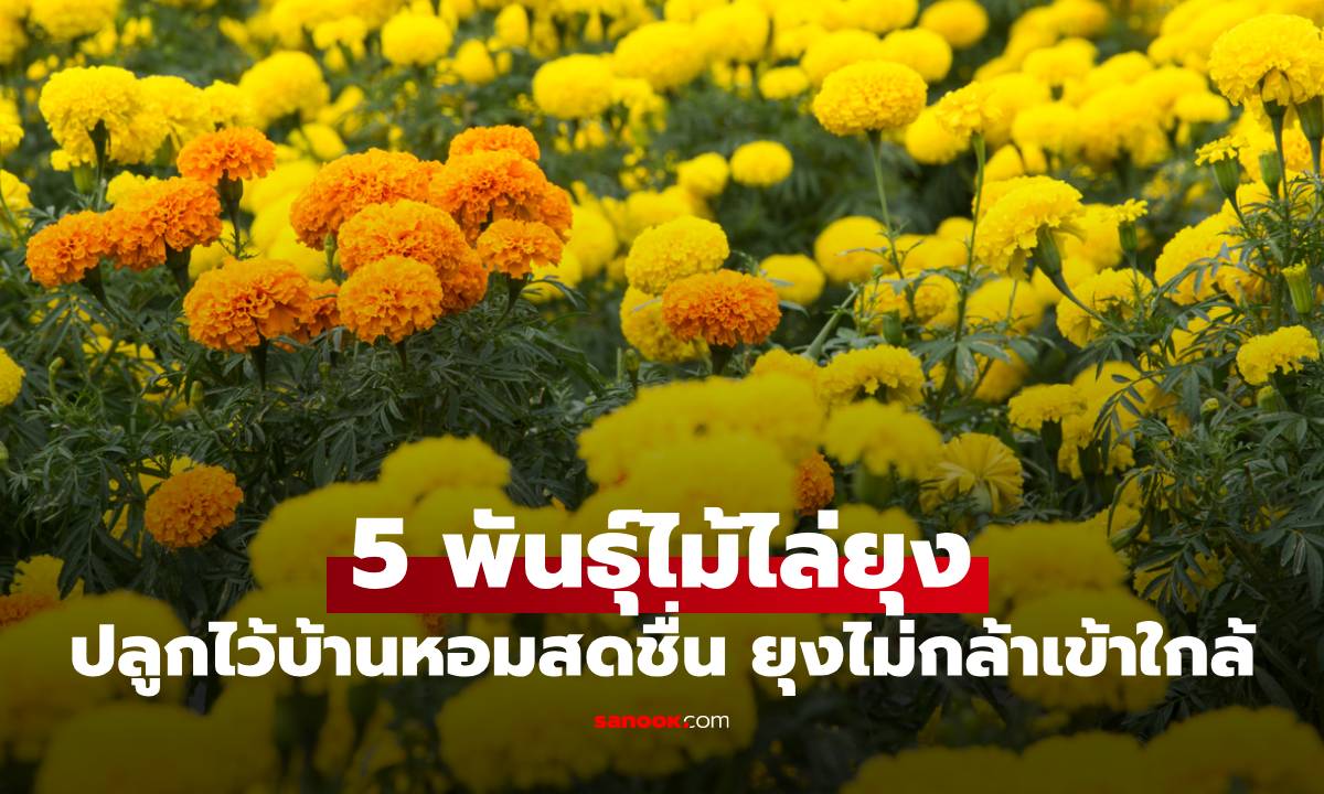 รวม 5 พันธุ์ไม้ไล่ยุง ปลูกไว้บ้านหอมสดชื่น ยุงไม่กล้าเข้าใกล้