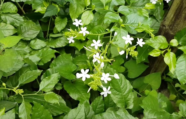 พรรณไม้ดึงดูดงู