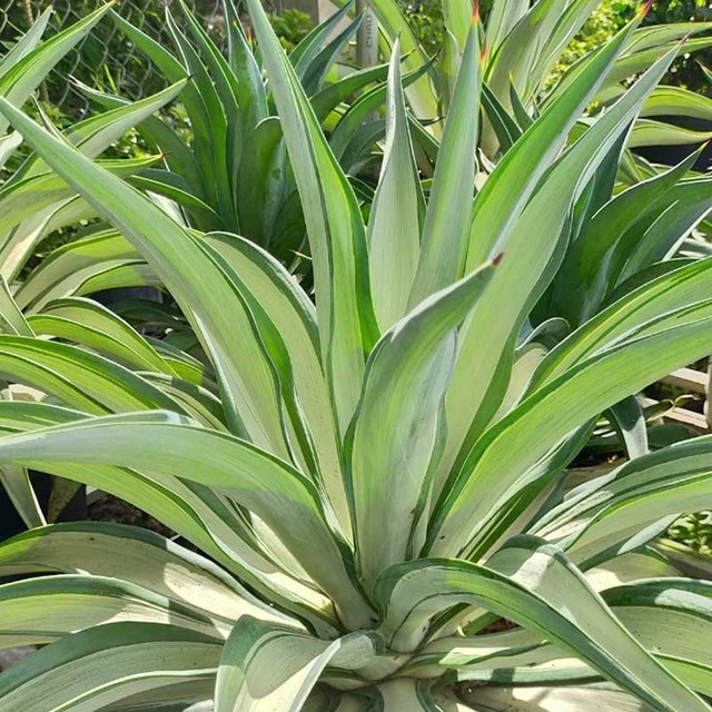 พรรณไม้ดึงดูดงู