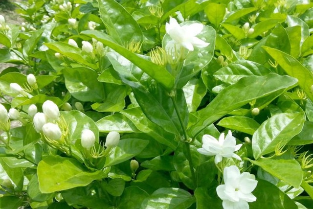 พรรณไม้ดึงดูดงู