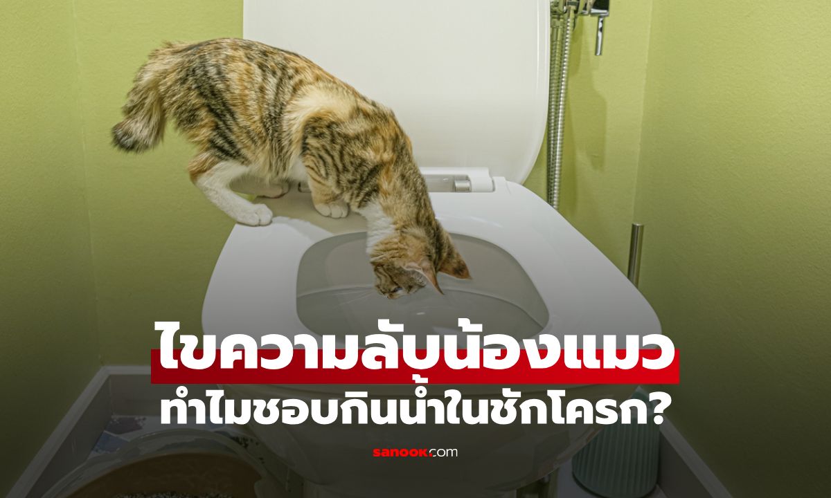 ทำไมแมวชอบกินน้ำในชักโครก? พร้อมเผยอันตรายที่ไม่ควรมองข้าม!