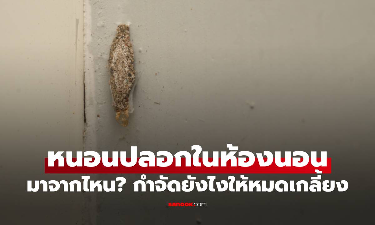 หนอนปลอกในห้องนอน มาจากไหน? กำจัดยังไงให้หมดเกลี้ยง