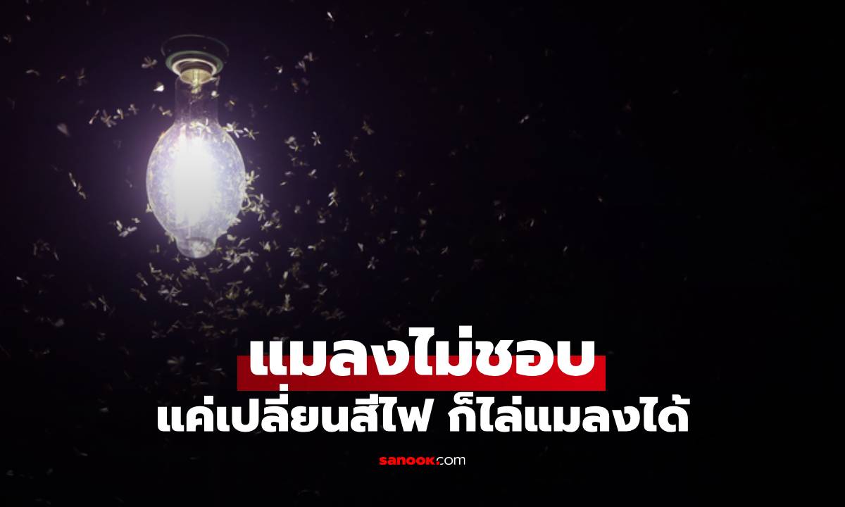 แสงไฟสีไหนที่แมลงไม่ชอบ แค่เปลี่ยนสีไฟก็ไล่แมลงได้