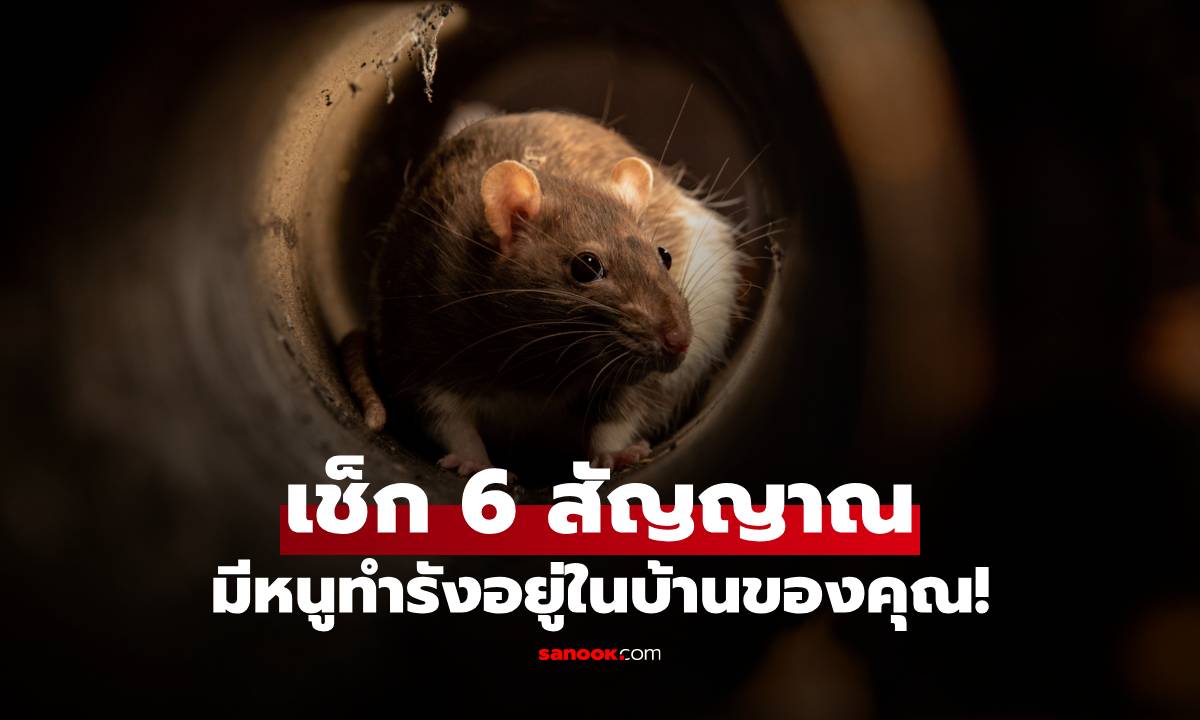 เช็ก 6 สัญญาณมีหนูทำรังอยู่ในบ้าน ถ้าเจอแบบนี้ ต้องรีบจัดการ!