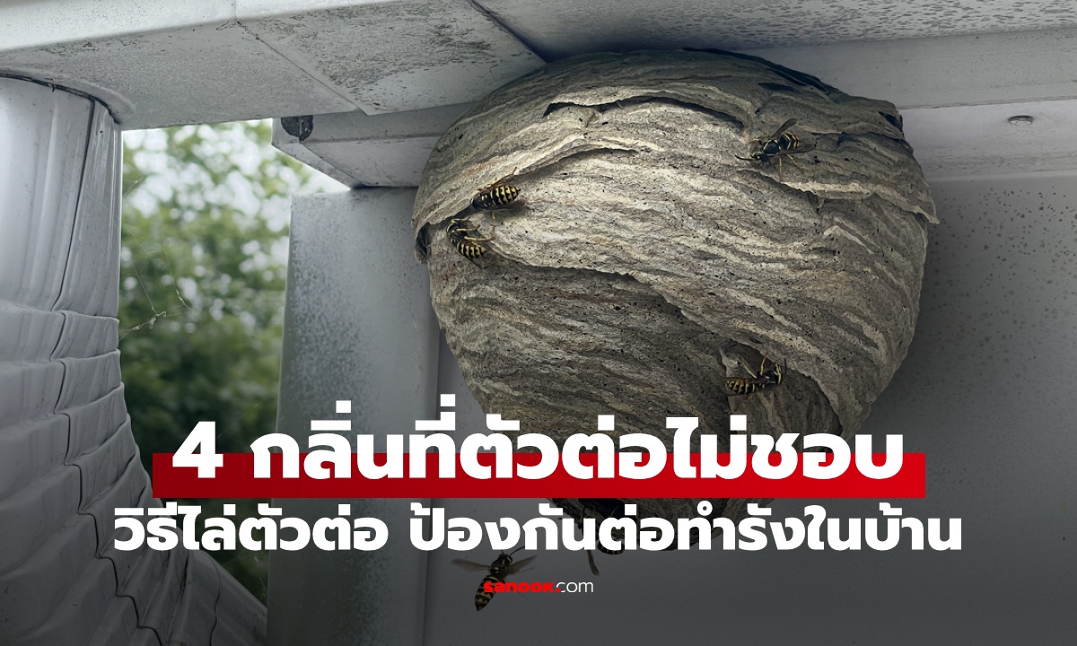 4 กลิ่นที่ "ตัวต่อ" ไม่ชอบ วิธีไล่ตัวต่อ ป้องกันต่อเข้ามาทำรังในบ้าน