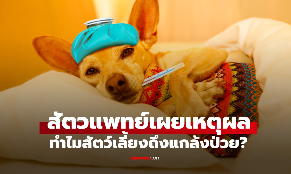 ทำไมสัตว์เลี้ยงถึงแกล้งป่วย? สัตวแพทย์เผยเหตุผลหลัก พร้อมแนะนำวิธีการดูแล