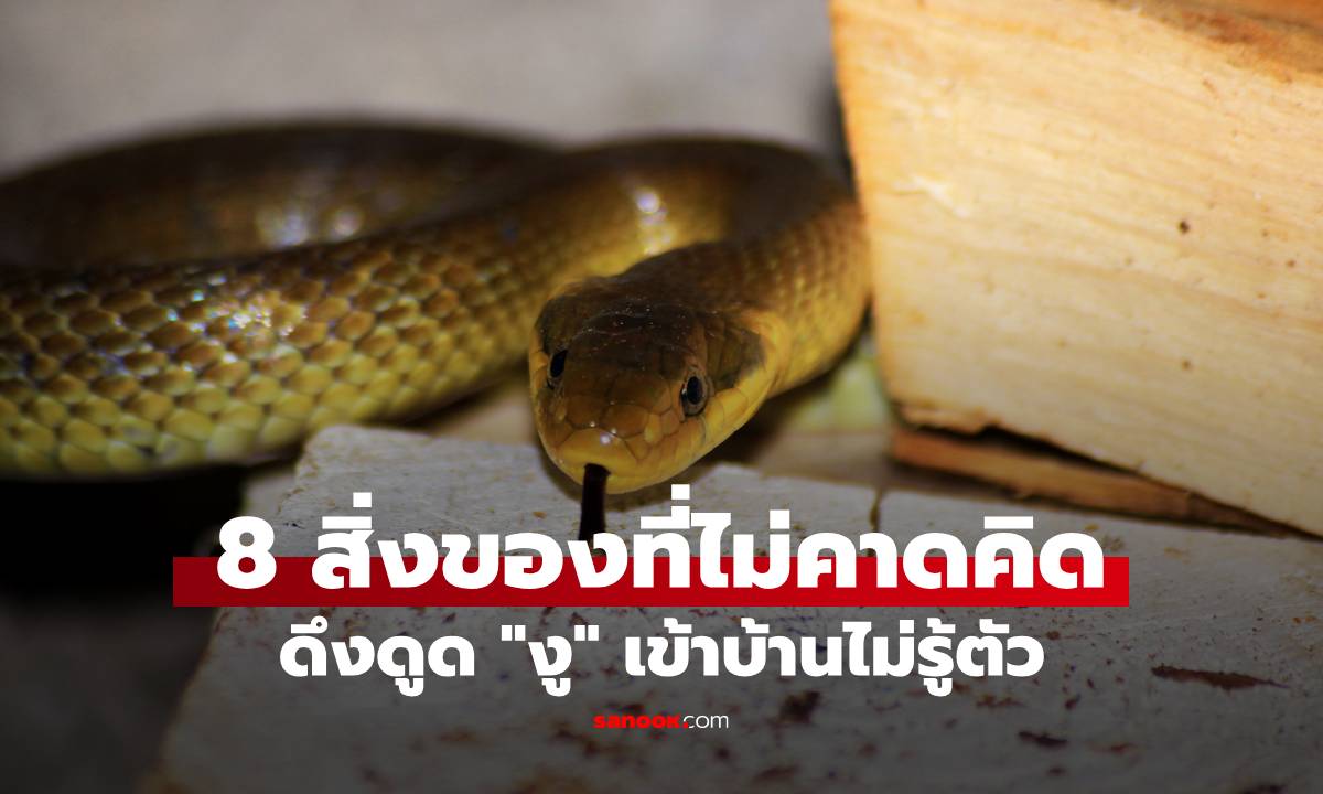 8 สิ่งของในบ้านที่ไม่คาดคิด อาจเป็นตัวดึงดูด "งู" ให้เลื้อยเข้ามาแบบไม่รู้ตัว