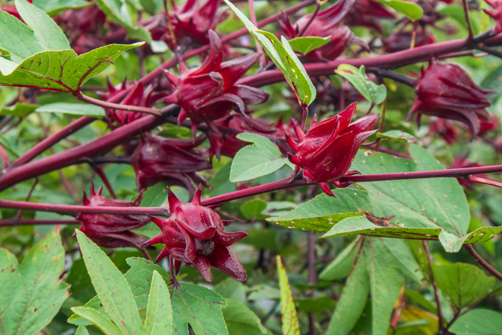 วิธีทำน้ำกระเจี๊ยบสด