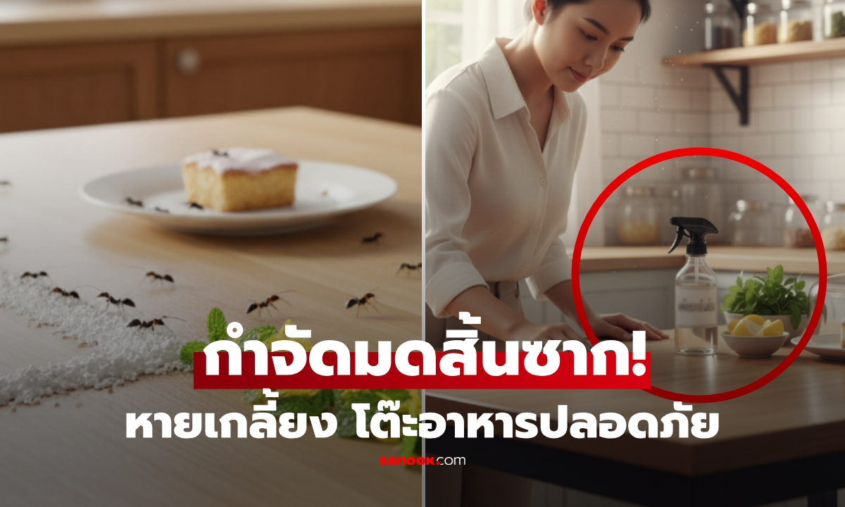เคลียร์คาโต๊ะ! วิธี "กำจัดมด" ให้สิ้นซากจากโต๊ะอาหาร เห็นผลแบบไม่ใช้ยาพิษ ปลอดภัยต่อเด็กๆ