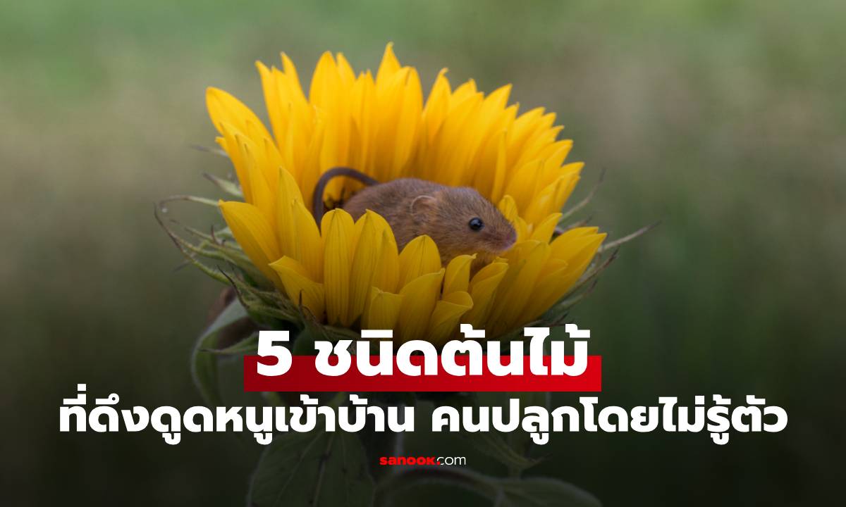 5 ชนิดต้นไม้ที่ดึงดูดหนูเข้าบ้าน หลายครอบครัวปลูกโดยไม่รู้ตัว