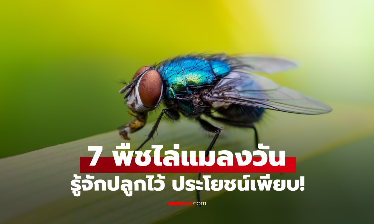 7 พืช "ศัตรูตัวฉกาจ" ของแมลงวัน ปลูกไว้ได้ทั้งความหอม ประโยชน์เพียบ!