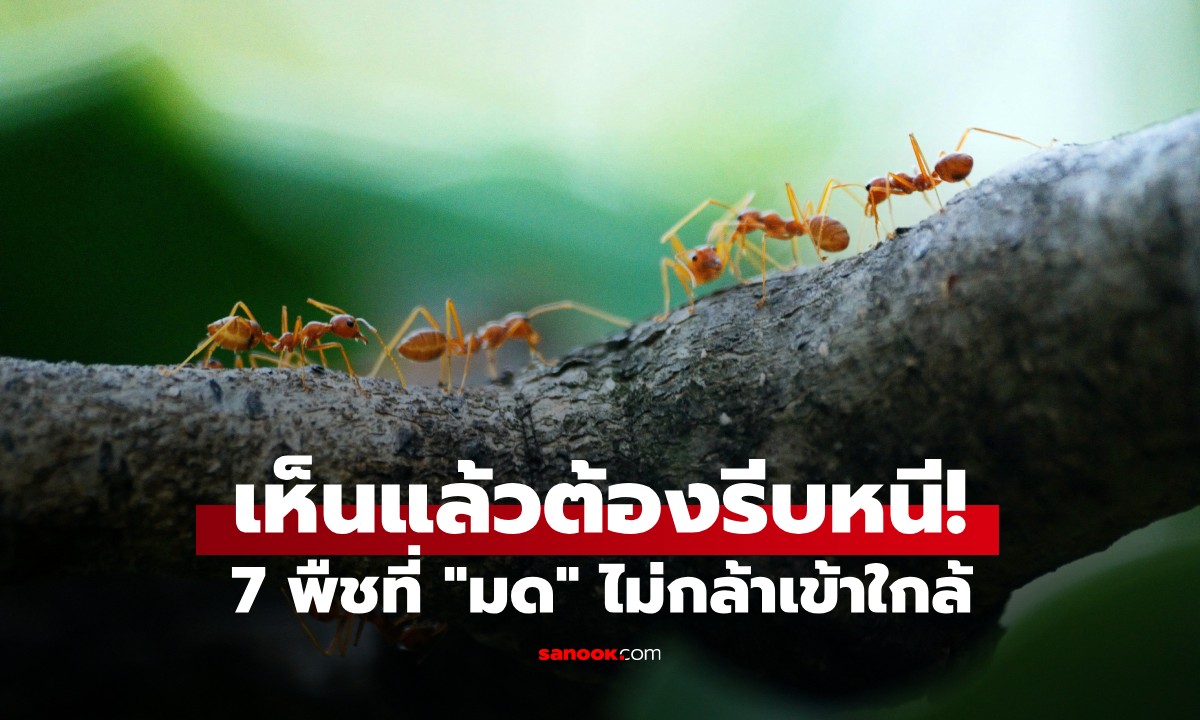7 พืชสมุนไพรหอมๆ ที่ "มด" ไม่กล้าเข้าใกล้ เห็นแล้วต้องรีบหนี!
