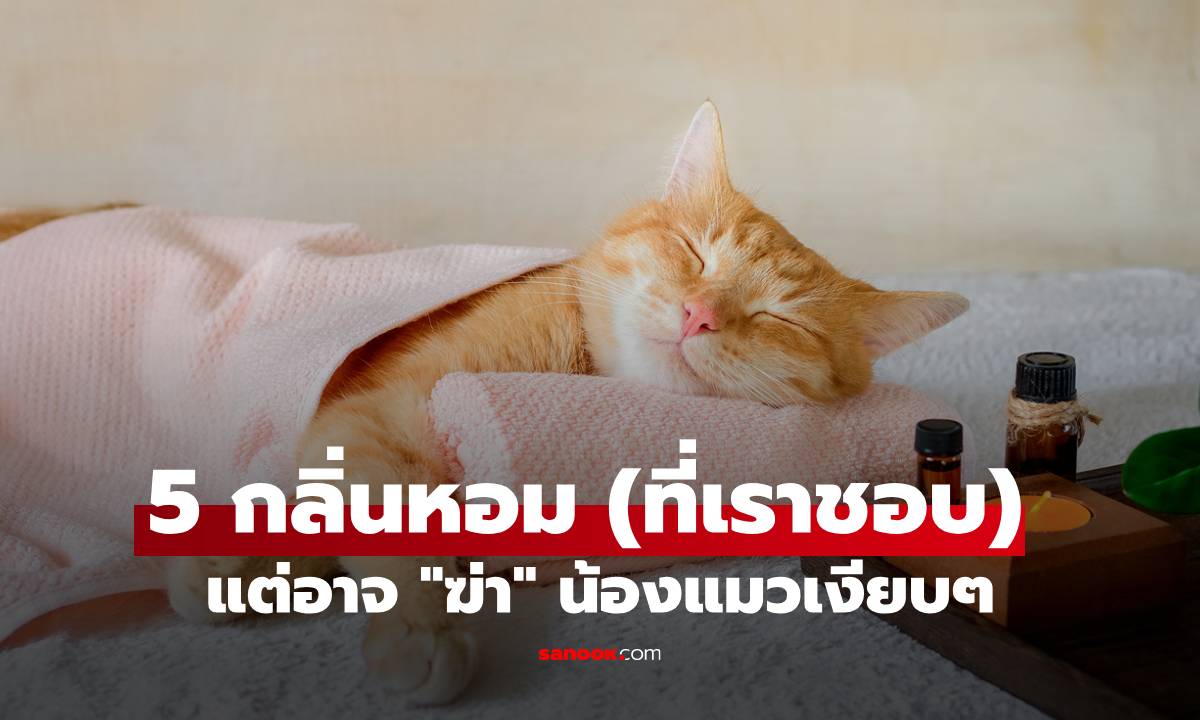 ทาสแมวต้องรู้! 5 กลิ่นหอม (ที่เราชอบ) แต่อาจ "ฆ่า" น้องแมวเงียบๆ
