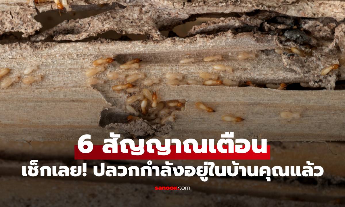 เช็กเลย! 6 สัญญาณเตือน ที่บอกว่าปลวกกำลังอยู่ในบ้านคุณแล้ว