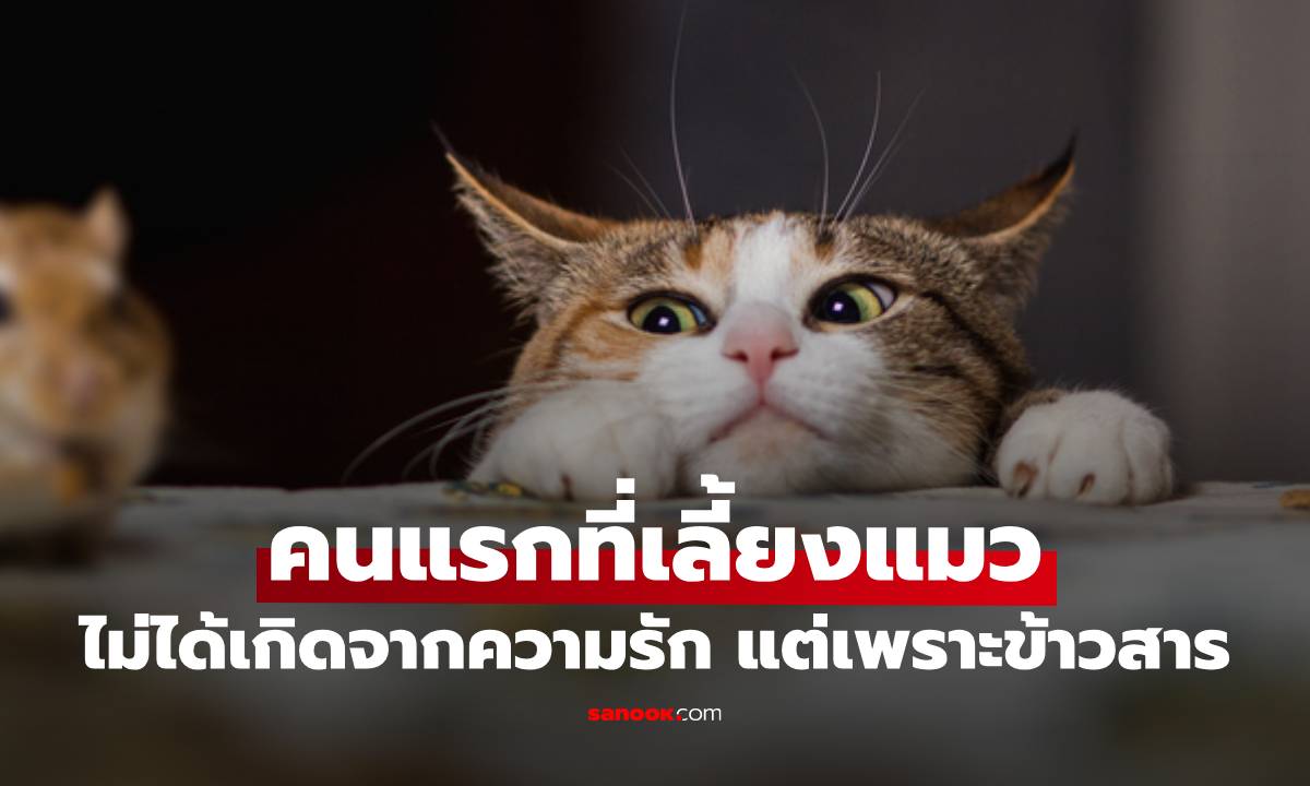 คนแรกที่เลี้ยงแมวเป็นสัตว์เลี้ยง ไม่ได้เกิดจากความรัก แต่เพราะข้าวสารในบ้าน