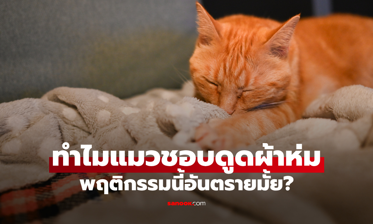 ทำไมแมวชอบดูดผ้าห่ม? น้องเหมียวกำลังสื่อสารอะไรกับคุณหรือเปล่า
