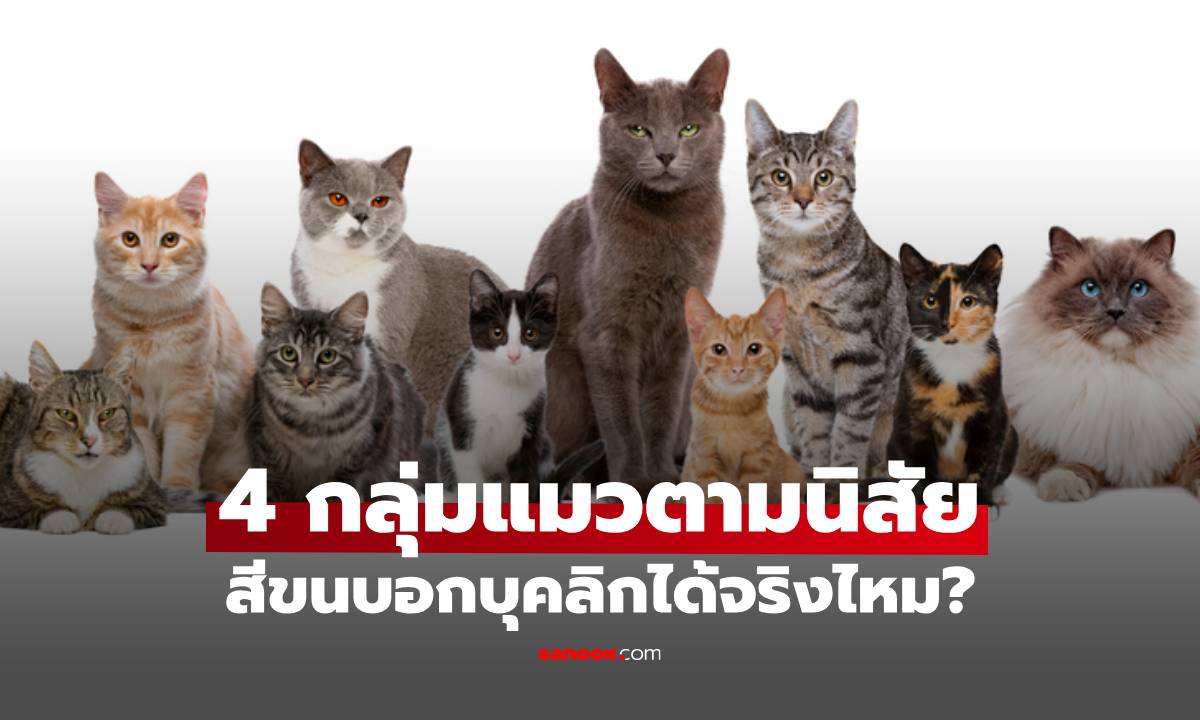 4 กลุ่มแมวแบ่งตามนิสัย สีขนบอกบุคลิกได้จริงไหม?