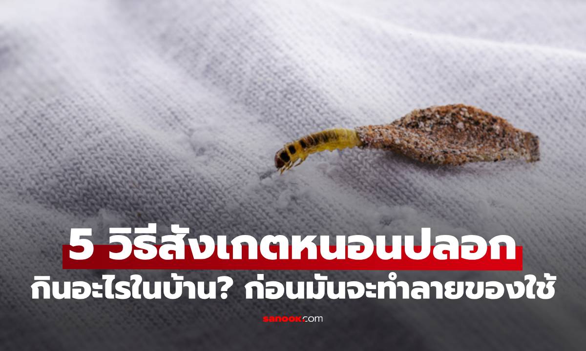 5 วิธีสังเกตหนอนปลอก กินอะไรในบ้าน? ก่อนมันจะทำลายของใช้