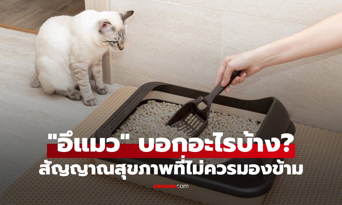 "อึแมว" บอกอะไรเราได้บ้าง? สัญญาณสุขภาพที่เหล่าทาสไม่ควรมองข้าม