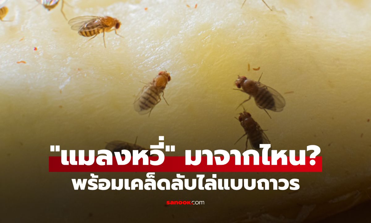 "แมลงหวี่" มาจากไหน? พร้อมเคล็ดลับไล่แบบถาวร ไม่ให้กลับมากวนใจ