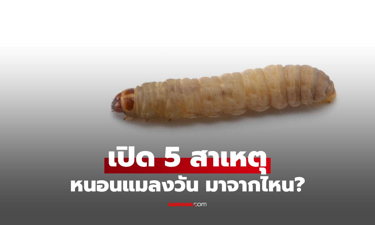 หนอนแมลงวัน มาจากไหน? 5 สาเหตุที่บ้านคุณอาจไม่รู้ว่ากำลังเชิญมันเข้ามาเอง