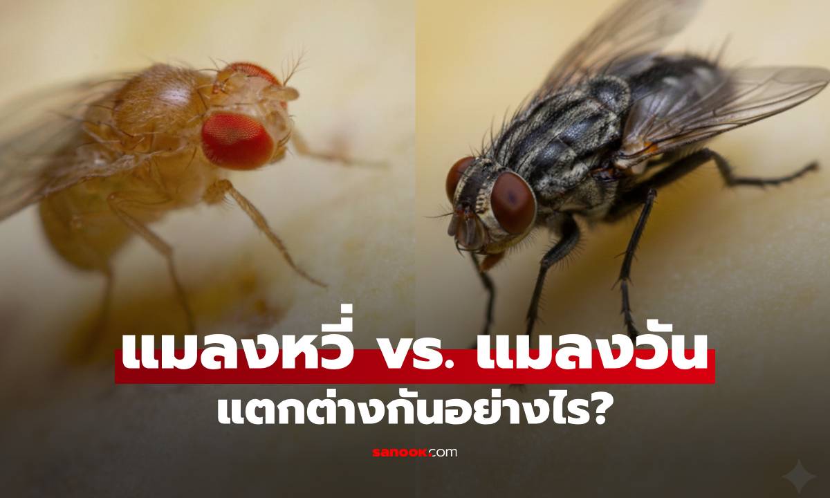 แมลงหวี่ vs แมลงวัน แตกต่างกันอย่างไร? รู้ความแตกต่างและวิธีรับมือ!