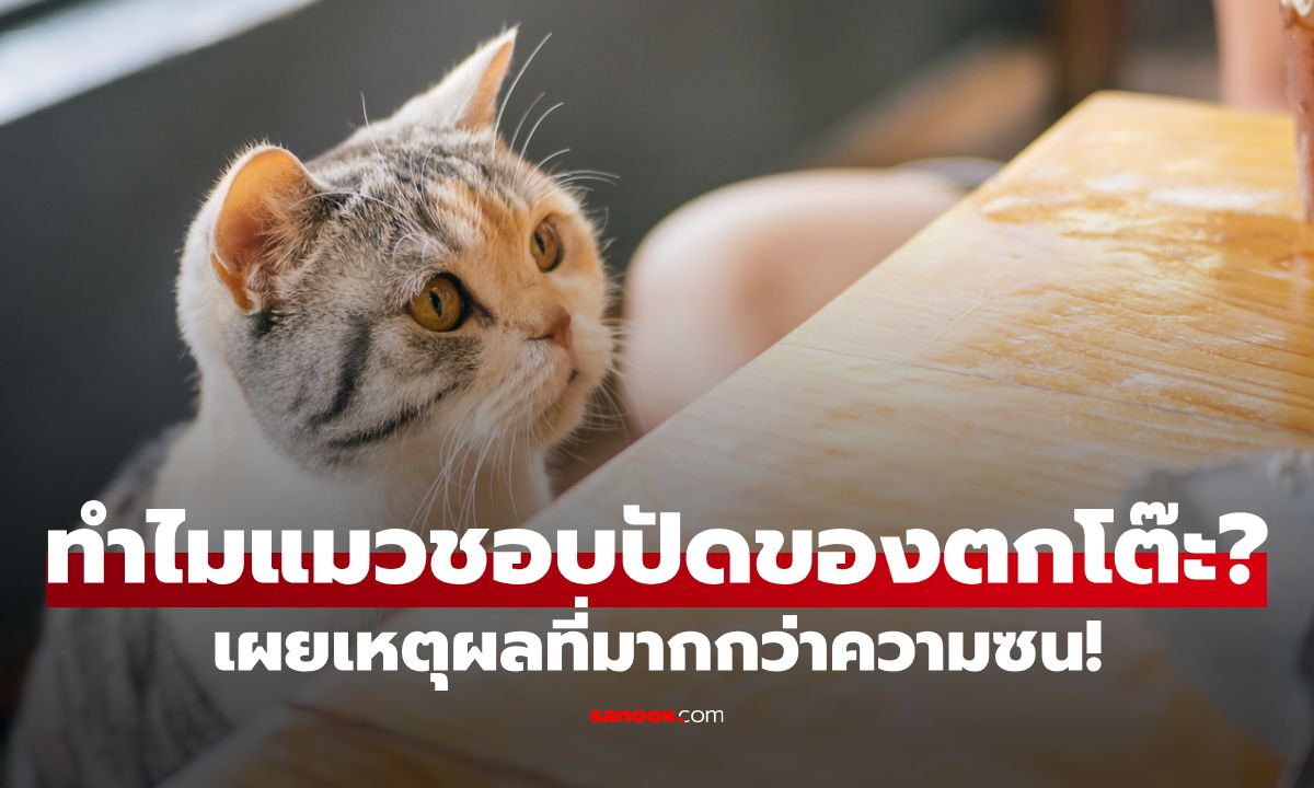 ทำไมแมวชอบปัดของตกโต๊ะ? เผยเหตุผลสุดน่ารัก ที่ไม่ใช่แค่ความซน!