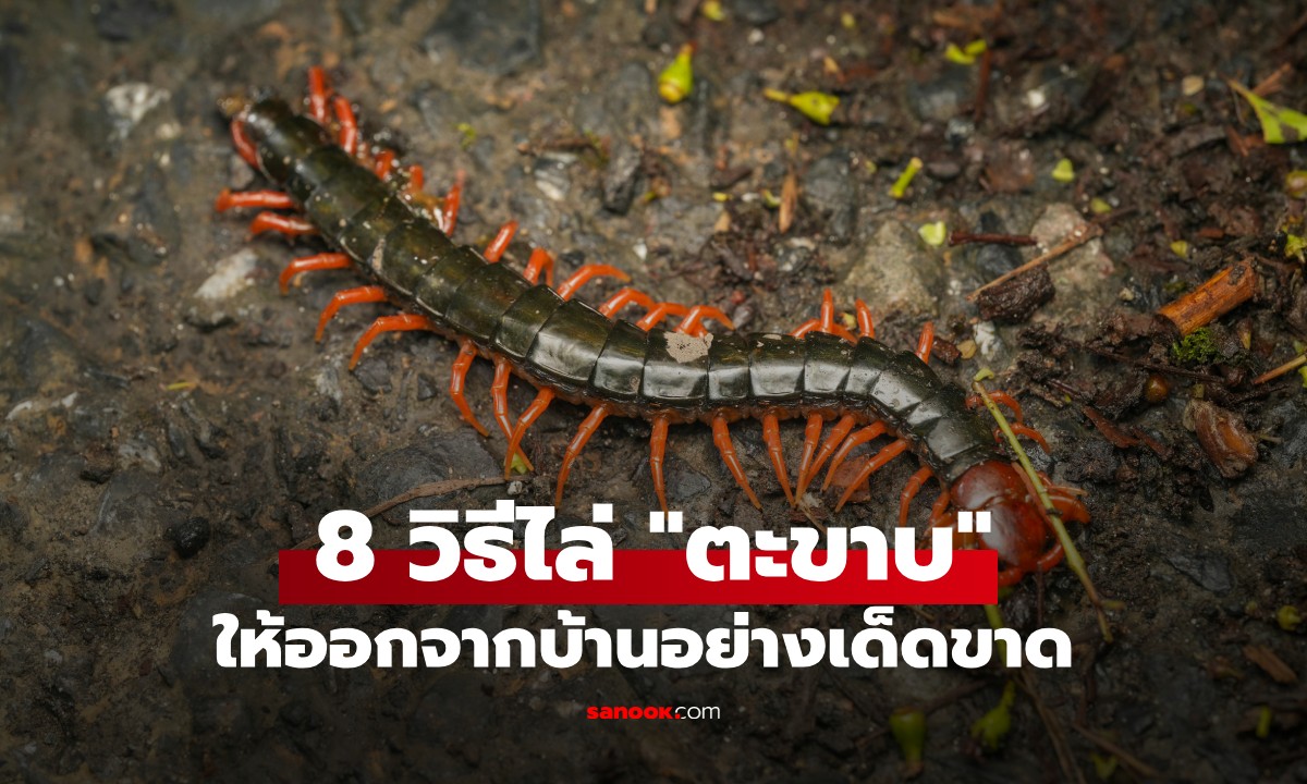 ตะขาบกลัวอะไรมากที่สุด? 8 วิธีไล่ "ตะขาบ" ออกจากบ้านแบบถาวร