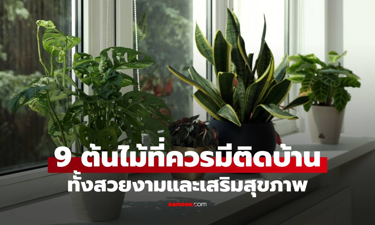 9 ต้นไม้ที่ควรมีติดบ้าน เสริมความสวยงามพร้อมกับสุขภาพคนในบ้าน