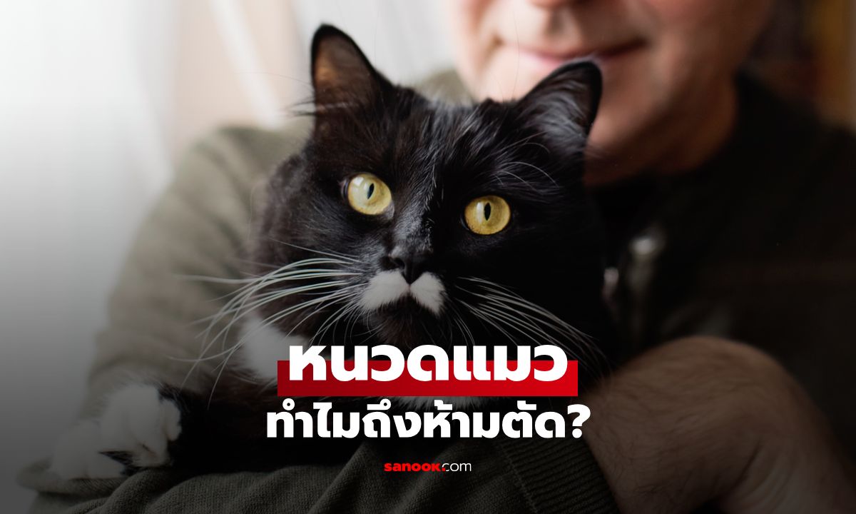 ทำไม"หนวดแมว"ถึงห้ามตัด? ไขความลับอวัยวะสุดสำคัญของเจ้าเหมียว