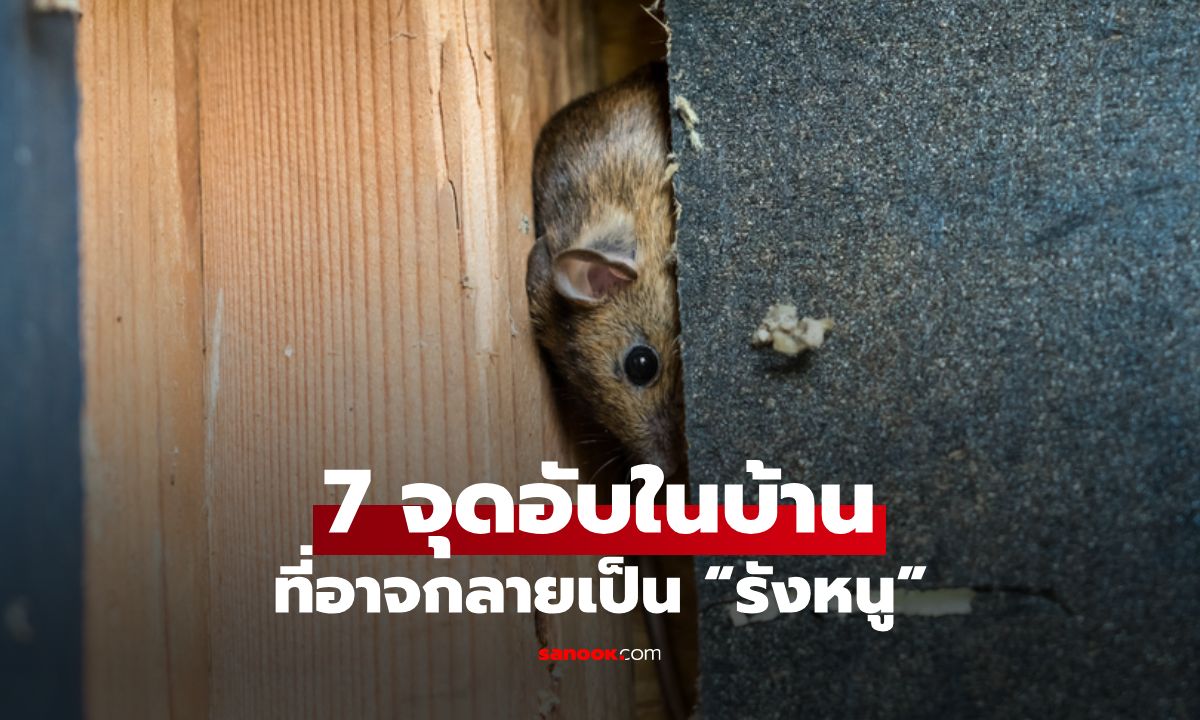 7 จุดอับในบ้านที่อาจกลายเป็น "รังหนู" ต้องระวังก่อนเป็นแหล่งเชื้อโรค