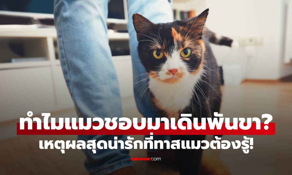 ทำไมแมวชอบมาเดินพันขา? เผยเหตุผลสุดน่ารักที่ทาสแมวต้องรู้!