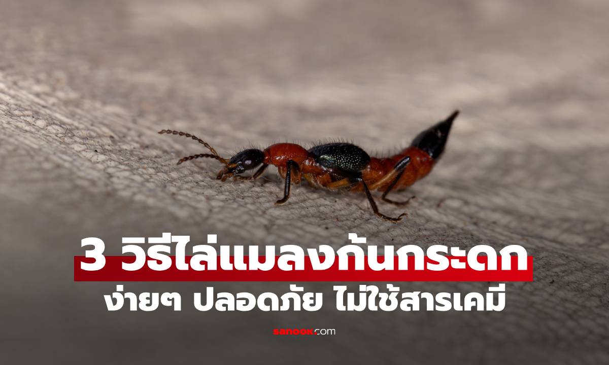 3 วิธีไล่แมลงก้นกระดกแบบง่ายๆ ปลอดภัย ไม่ใช้สารเคมี